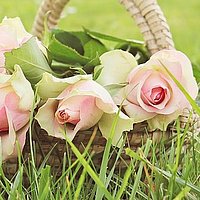 Das Bild zeigt einen Korb mit Rosen, der auf einer Wiese steht. 